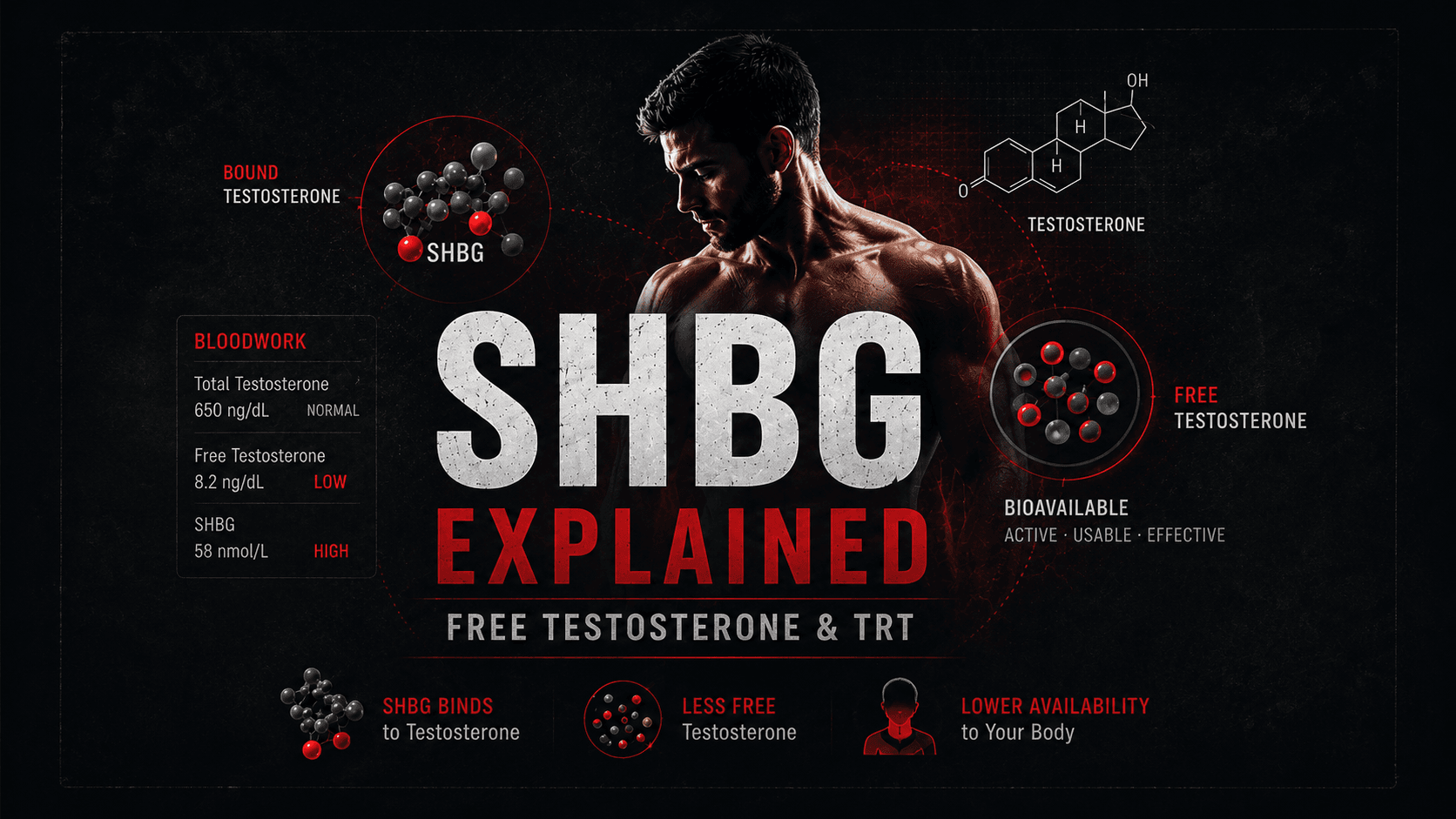 Normal Shbg SHBG Levels Explained: 6 Facts & Free-T Impact