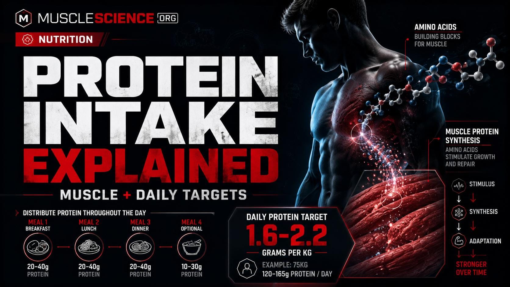 Protein Intake Explained