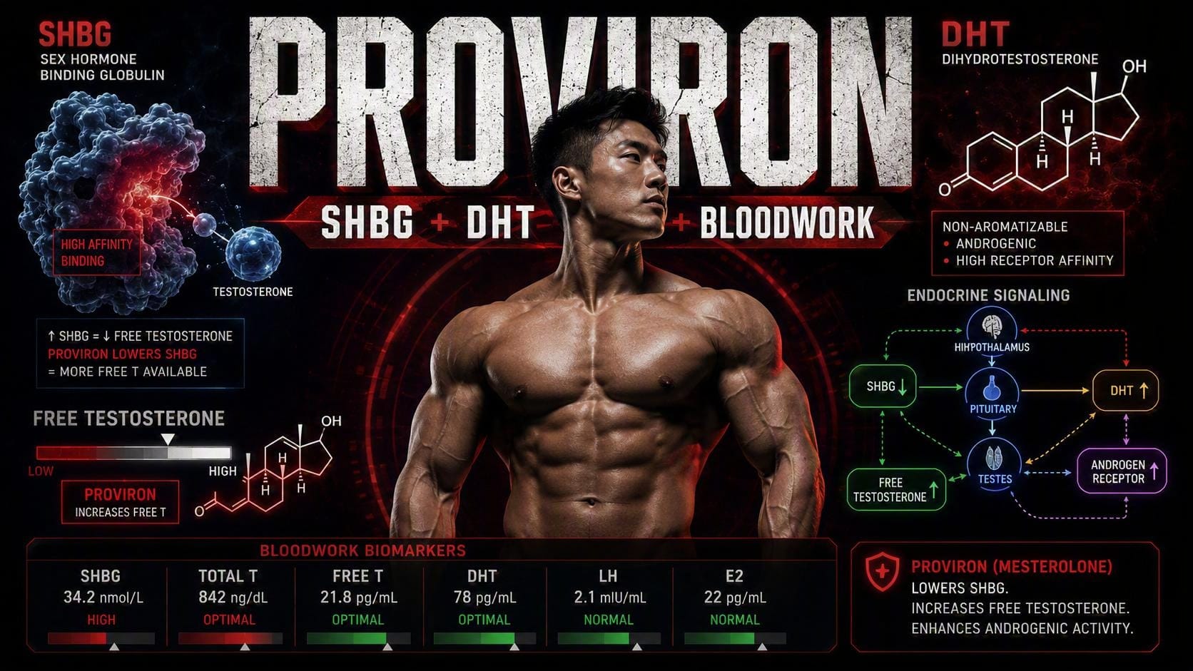 Proviron Mesterolone guide